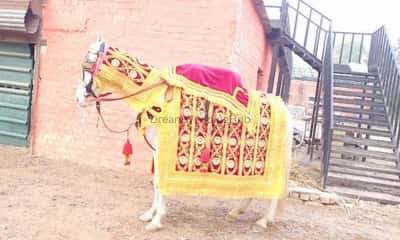 ANUJ BAND BHANGRA PARTY