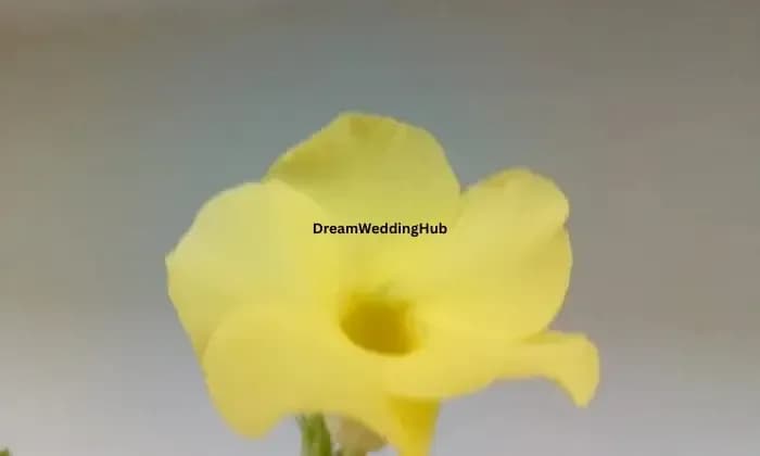 Arif Photography Bhimavaram