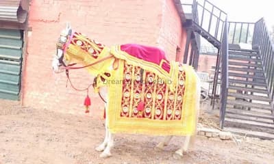 ANUJ BAND BHANGRA PARTY