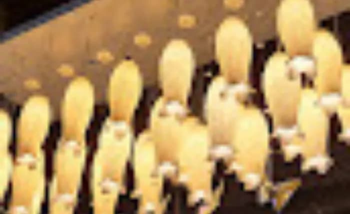 Haryana Lights Haryana Lights