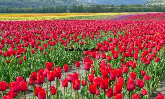 Nitya Gift Nitya Gift